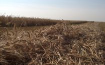 Swanson Rye Harvest 2013